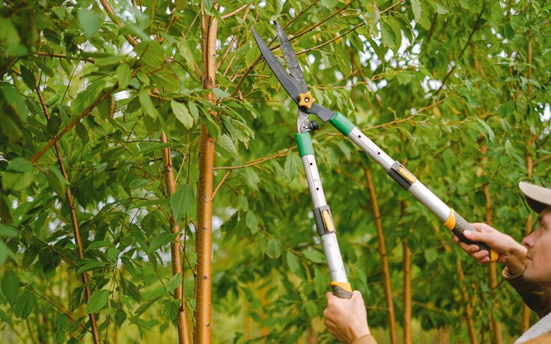 Tree trimming in Belvidere, NC