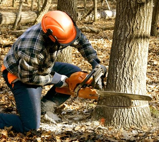 Tree Removal in Belvidere, NC
